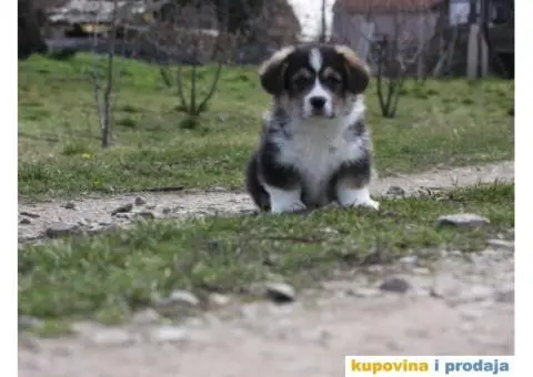 Velški korgi pembrok štenci - 7/9