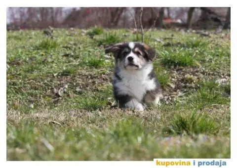 Velški korgi pembrok štenci - 8/9