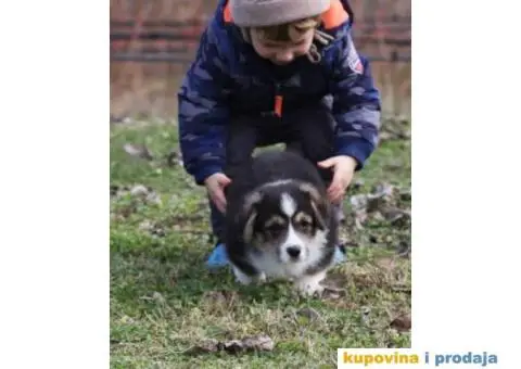 Velški korgi pembrok štenci - 9/9