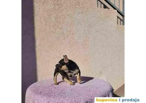 Dostupna zenkica FRANCUSKOG BULDOGA   black&tan - 5/8