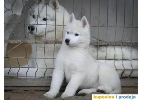 Sibirski haski stenci - 1/10