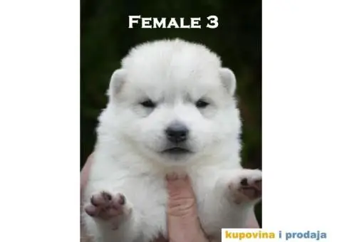 Sibirski haski stenci - 2/10