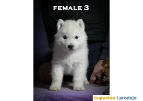 Sibirski haski stenci - 3/10