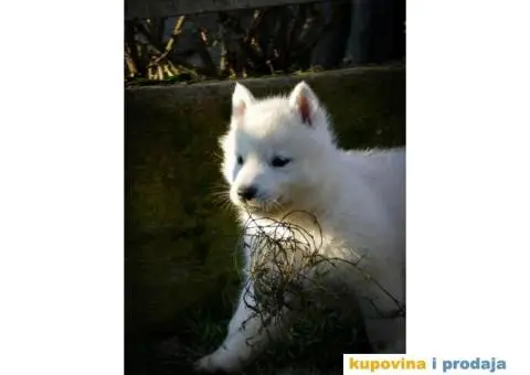 Sibirski haski stenci - 4/10