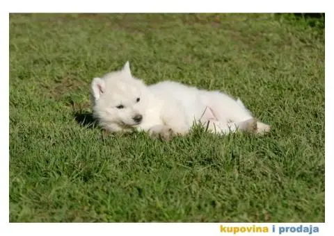 Sibirski haski stenci - 5/10