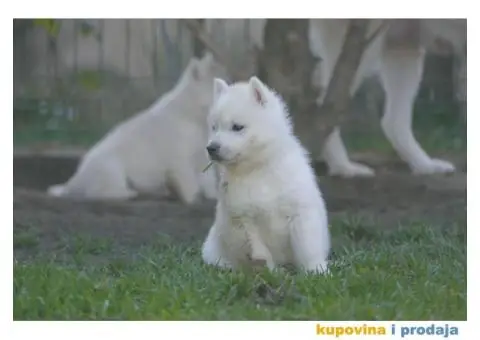 Sibirski haski stenci - 6/10