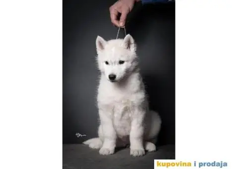 Sibirski haski stenci - 7/10