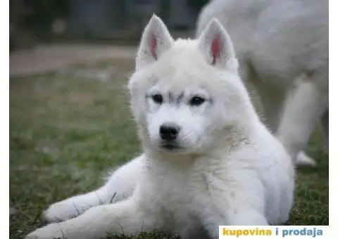 Sibirski haski stenci - 8/10