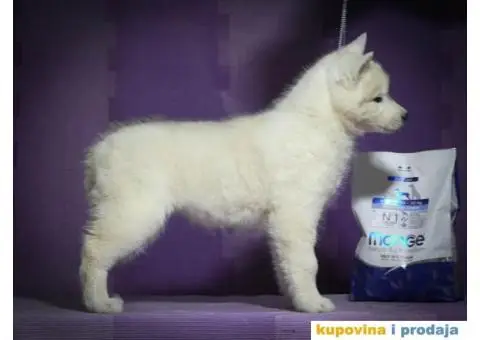 Sibirski haski stenci - 9/10