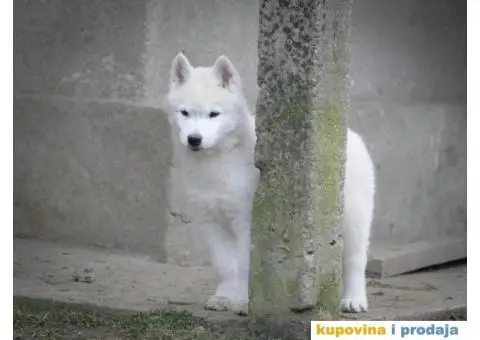 Sibirski haski stenci - 10/10