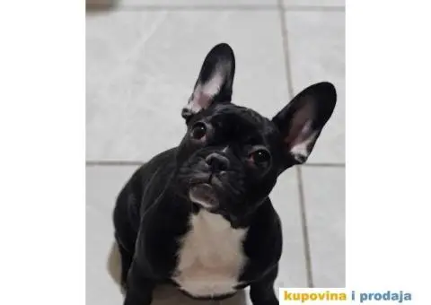 Na prodaju 2 ženke francuskog buldoga. - 1/4