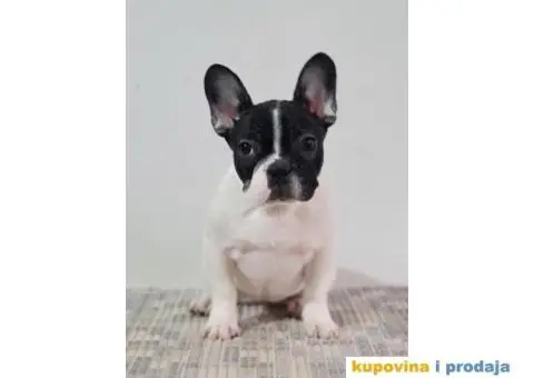 Na prodaju 2 ženke francuskog buldoga. - 2/4