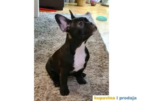 Na prodaju 2 ženke francuskog buldoga. - 3/4