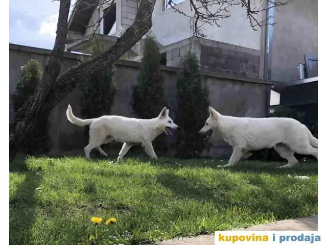 Beli Švajcarski ovčar štenci - 1