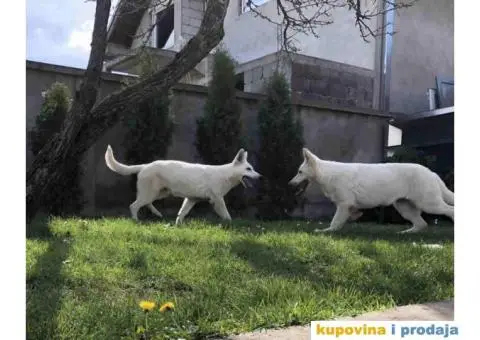 Beli Švajcarski ovčar štenci - 1/10