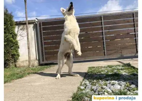 Beli Švajcarski ovčar štenci - 2/10