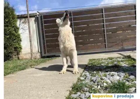 Beli Švajcarski ovčar štenci - 3/10