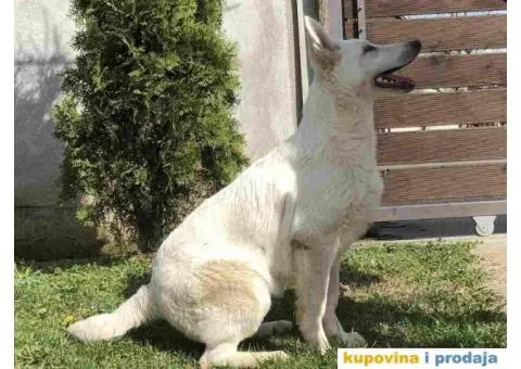 Beli Švajcarski ovčar štenci - 4/10