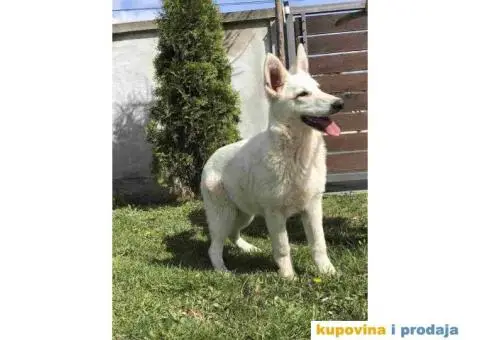 Beli Švajcarski ovčar štenci - 5/10