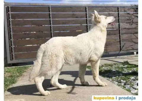 Beli Švajcarski ovčar štenci - 6/10