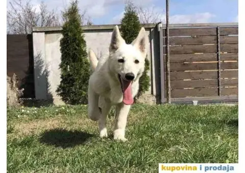 Beli Švajcarski ovčar štenci - 7/10