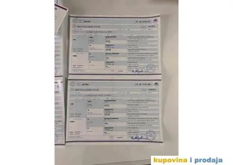 Beli Švajcarski ovčar štenci - 8/10