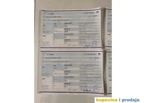 Beli Švajcarski ovčar štenci - 10/10