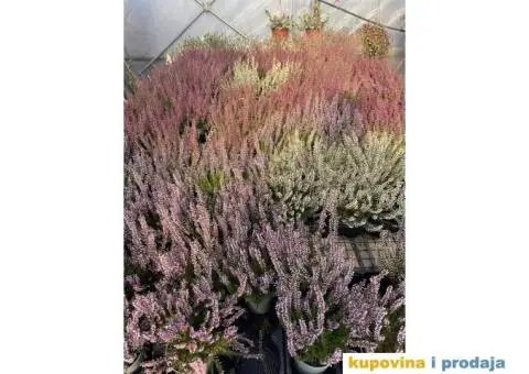 Uredjenje dvorista - 4/15