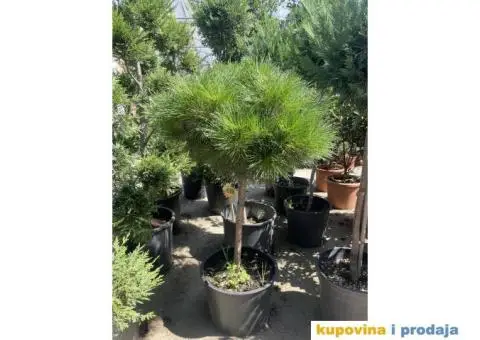 Uredjenje dvorista - 9/15