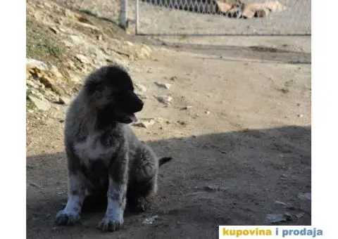 Kavkaski Ovčar ženke - 1/10