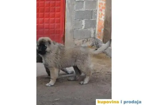 Kavkaski Ovčar ženke - 2/10