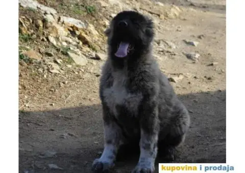 Kavkaski Ovčar ženke - 3/10