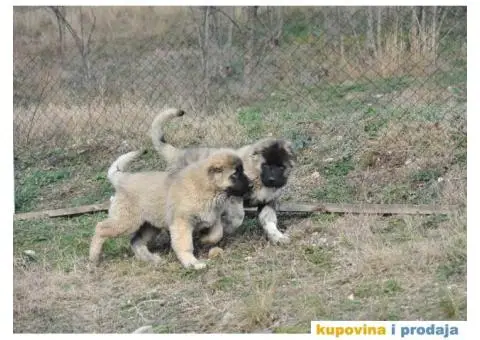 Kavkaski Ovčar ženke - 4/10