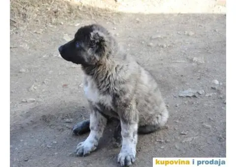 Kavkaski Ovčar ženke - 5/10