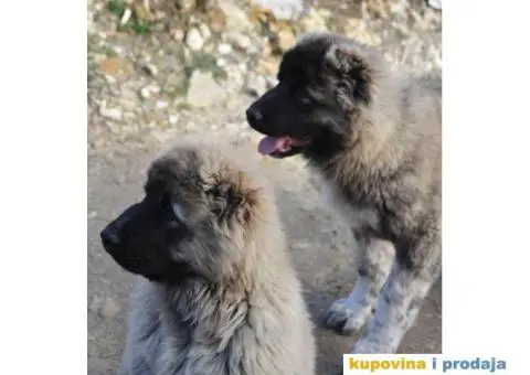 Kavkaski Ovčar ženke - 6/10