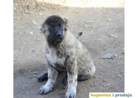 Kavkaski Ovčar ženke - 7/10