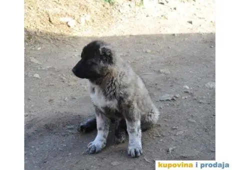 Kavkaski Ovčar ženke - 8/10