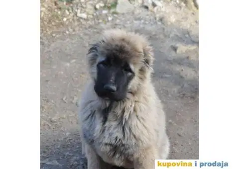 Kavkaski Ovčar ženke - 9/10