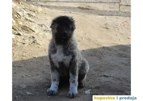 Kavkaski Ovčar ženke - 10/10