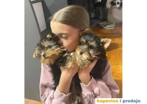 Na prodaju stenad YORK terijera - 1/8