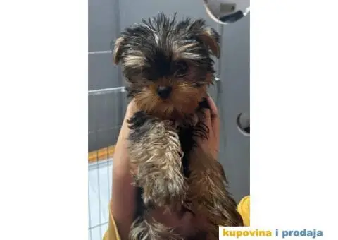 Na prodaju stenad YORK terijera - 2/8