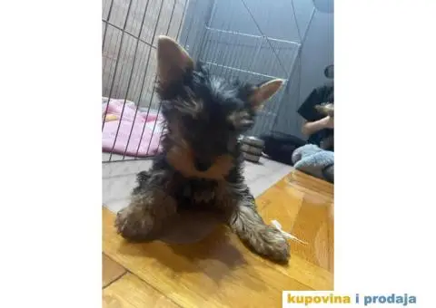 Na prodaju stenad YORK terijera - 4/8