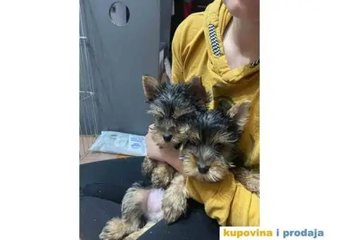 Na prodaju stenad YORK terijera - 5/8