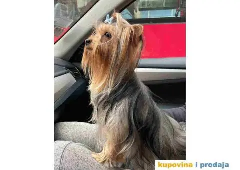 Na prodaju stenad YORK terijera - 6/8