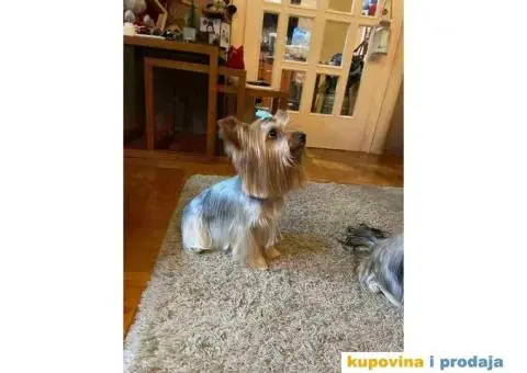 Na prodaju stenad YORK terijera - 7/8