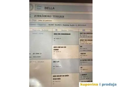 Na prodaju stenad YORK terijera - 8/8