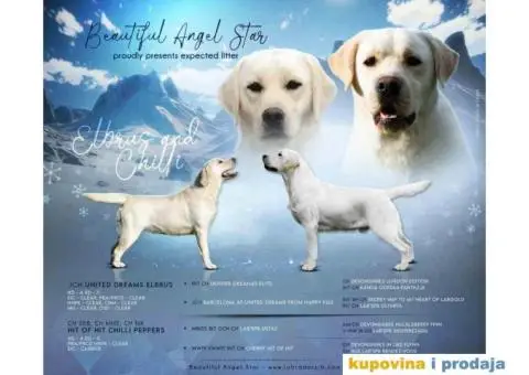 LABRADOR RETRIVER vrhunskog porekla - 1/12