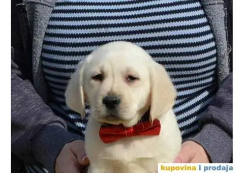 LABRADOR RETRIVER vrhunskog porekla - 2/12