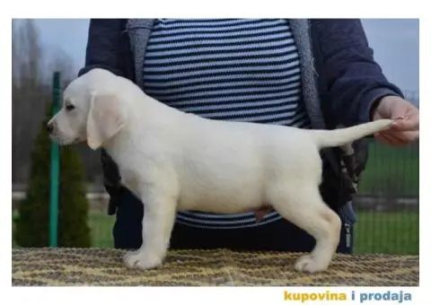 LABRADOR RETRIVER vrhunskog porekla - 3/12