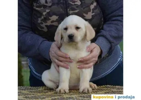 LABRADOR RETRIVER vrhunskog porekla - 4/12